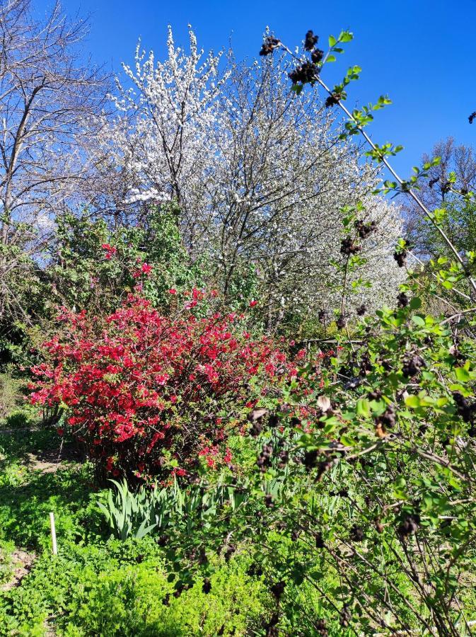 Il Giardino Del Gallo Cherasco Exterior foto